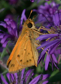 Fiery Skipper